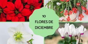 Flores de diciembre