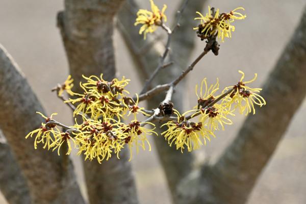 Flores de diciembre - Hamamelias de Ozark (Hamamelis vernalis) 