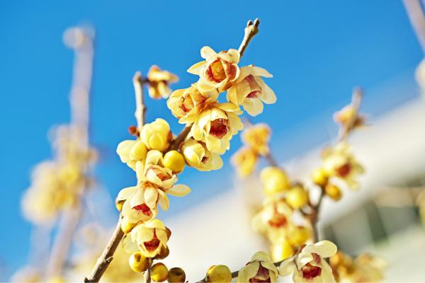 Flores de diciembre - Pimienta japonesa o flor de hielo (Chimonanthus praecox)