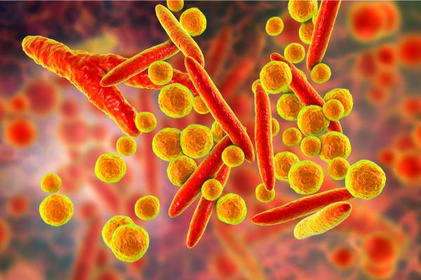 Reino Monera: qué es, características, clasificación, reproducción y ejemplos - Ejemplos del reino Monera