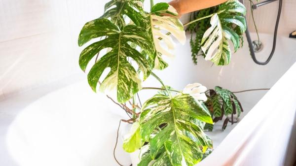 Monstera variegata: cómo cuidarla correctamente y potenciar su crecimiento - El riego y la humedad ideales para que la Monstera variegata crezca sana