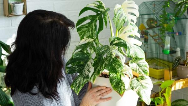 Monstera variegata: cómo cuidarla correctamente y potenciar su crecimiento - Existen varios tipos de Monstera variegata