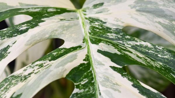 Monstera variegata: cómo cuidarla correctamente y potenciar su crecimiento - La luz ideal para la Monstera variegata debe estar filtrada