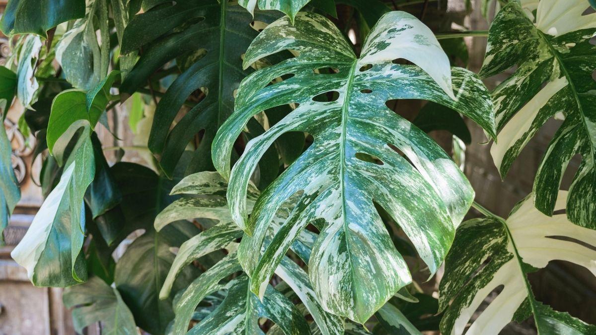 Monstera variegata: cómo cuidarla correctamente y potenciar su crecimiento