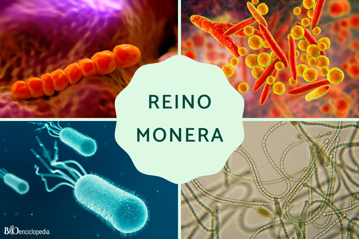 Reino Monera: qué es, características, clasificación, reproducción y ejemplos