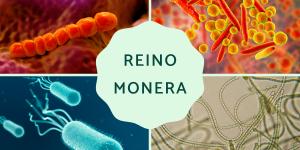 Reino Monera: qué es, características, clasificación, reproducción y ejemplos