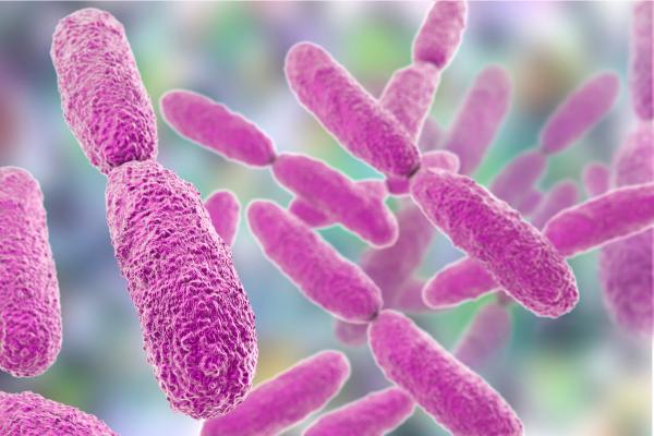 Reino Monera: qué es, características, clasificación, reproducción y ejemplos - Reproducción del reino Monera