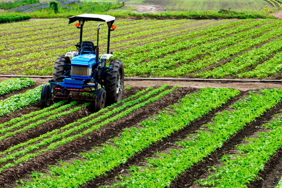 Sector agrícola: qué es actividades e importancia Resumen Sector agrícola: qué es actividades e importancia Resumen