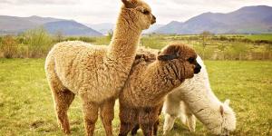 Alpaca
