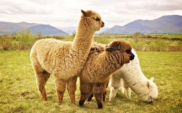 Alpaca