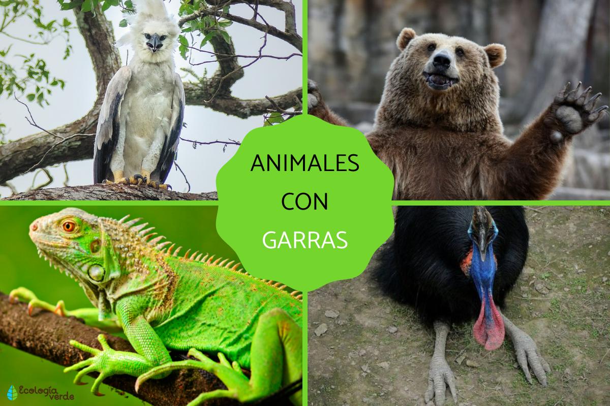 Animales con garras