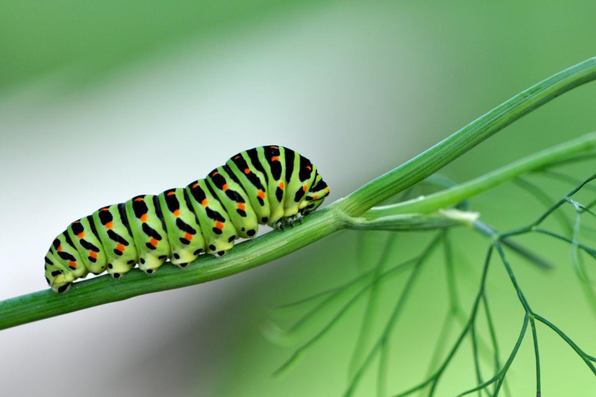 Remedios caseros para eliminar las orugas de las plantas