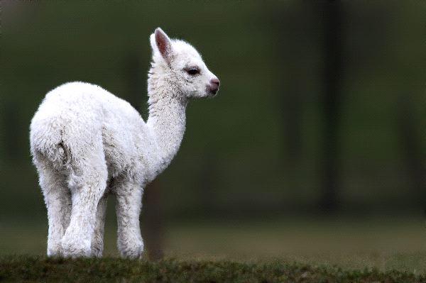 Alpaca - Reproducción de la alpaca