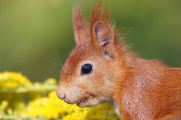 Los animales más bonitos del mundo - Ardilla roja (Sciurus vulgaris) 