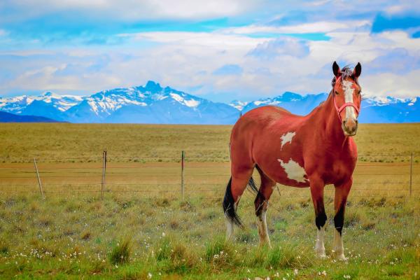 Los animales más bonitos del mundo - Caballo mustang (Equus ferus caballus)