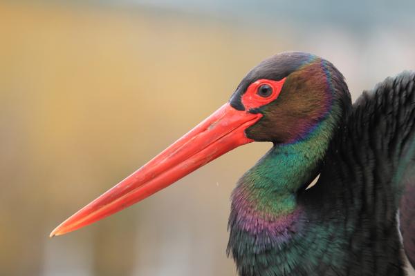Los animales más bonitos del mundo - Cigüeña negra (Ciconia nigra) 