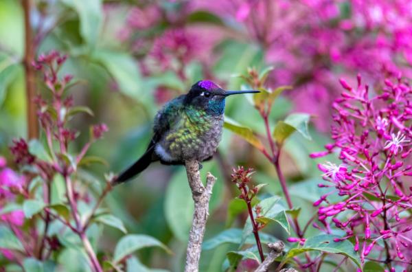 Los animales más bonitos del mundo - Colibrí de cabeza violeta (Klais guimeti)