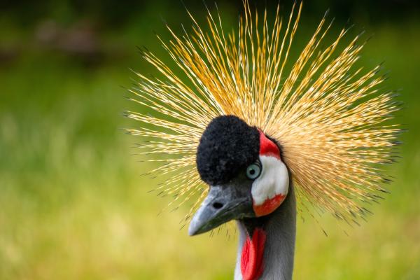 Los animales más bonitos del mundo - Grulla coronada (Balearica regulorum) 