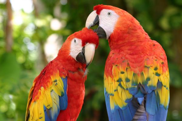 Los animales más bonitos del mundo - Guacamayos (Ara sp.) 