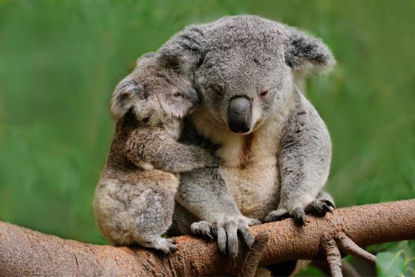 Los animales más bonitos del mundo - Koala (Phascolarctos cinereus) 