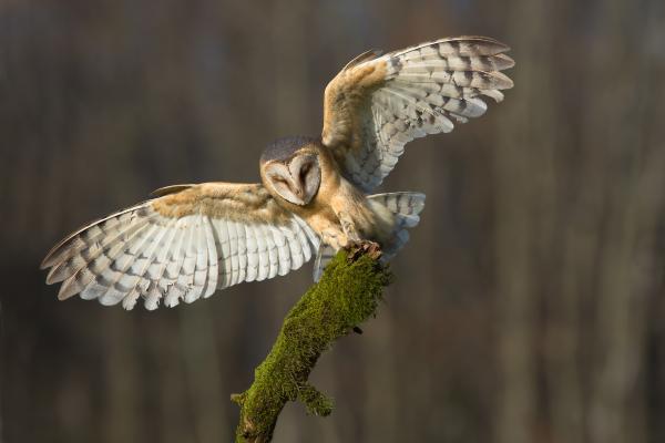Los animales más bonitos del mundo - Lechuza blanca (Tyto alba) 