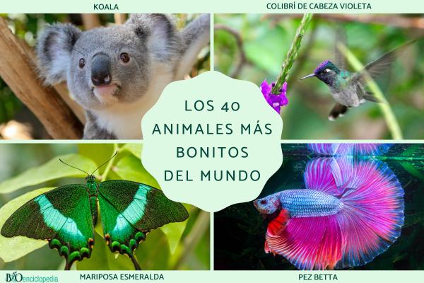 Los animales más bonitos del mundo