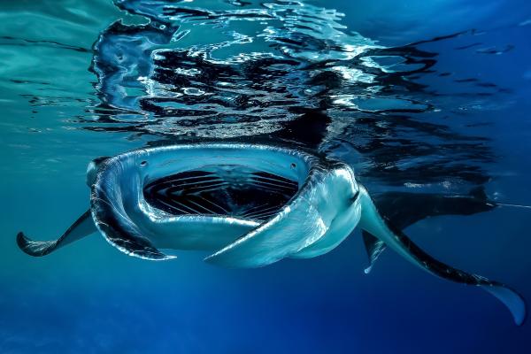 Los animales más bonitos del mundo - Mantarraya (Mobula birostris) 