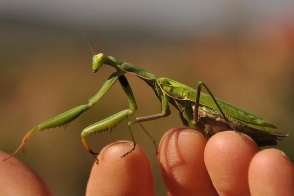 Los animales más bonitos del mundo - Mantis religiosa (Mantis religiosa) 