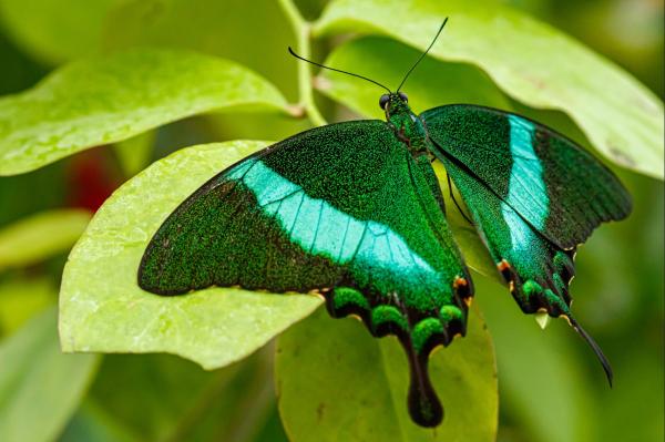 Los animales más bonitos del mundo - Mariposa esmeralda (Papilio palinurus) 