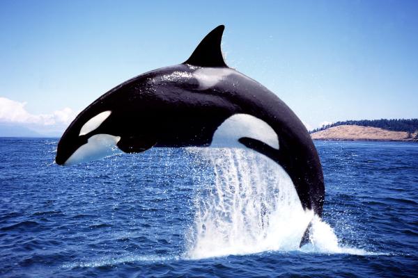 Los animales más bonitos del mundo - Orca (Orcinus orca) 