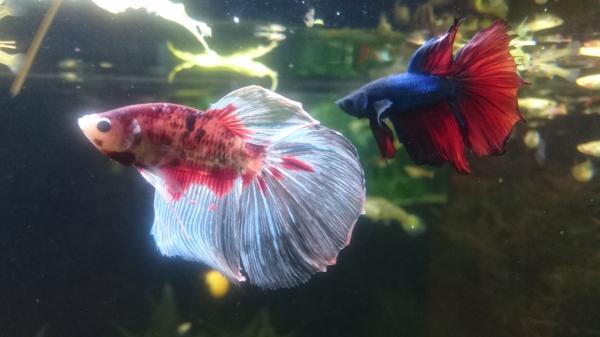 Los animales más bonitos del mundo - Pez luchador de Siam (Betta splendens) 