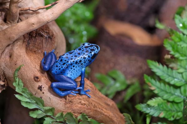 Los animales más bonitos del mundo - Rana flecha azul (Dendrobates azureus) 