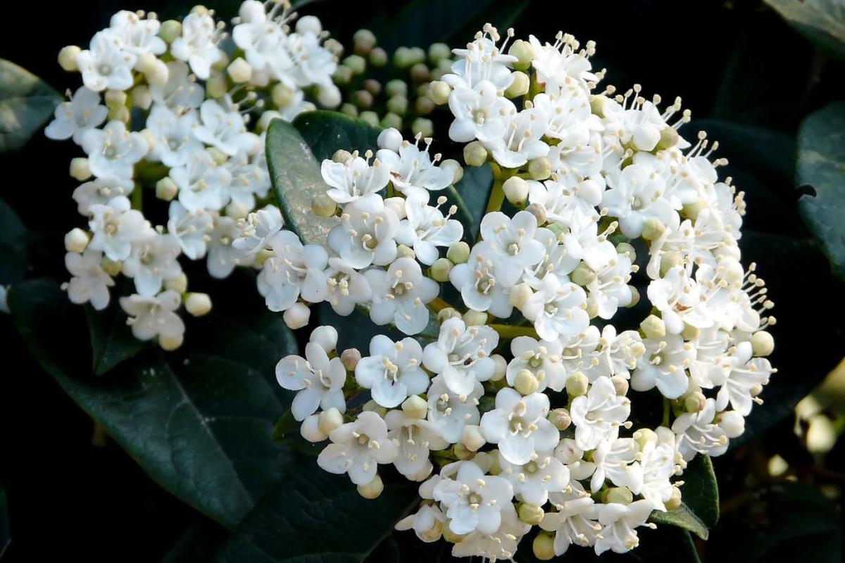 Viburnum tinus: cuidados