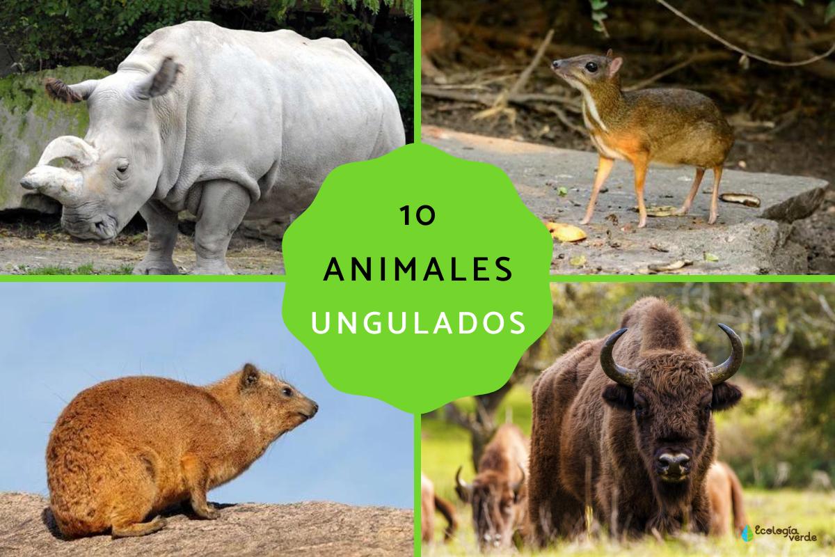 Animales ungulados: qué son, ejemplos y características