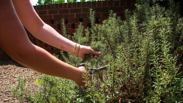 Nunca plantes romero y menta juntos: este error puede hacer que una de las dos plantas no prospere - Así debes cuidar el romero y la menta en casa: dos plantas aromáticas con necesidades muy diferentes