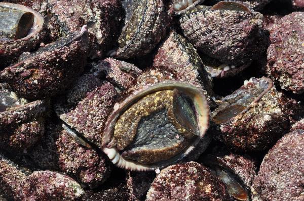 Tipos de caracoles marinos - Concholepas concholepas