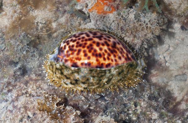 Tipos de caracoles marinos - Cypraea tigris