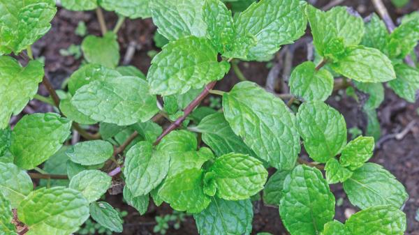 Nunca plantes romero y menta juntos: este error puede hacer que una de las dos plantas no prospere - El truco para tener romero y menta juntos sin perjudicar su crecimiento