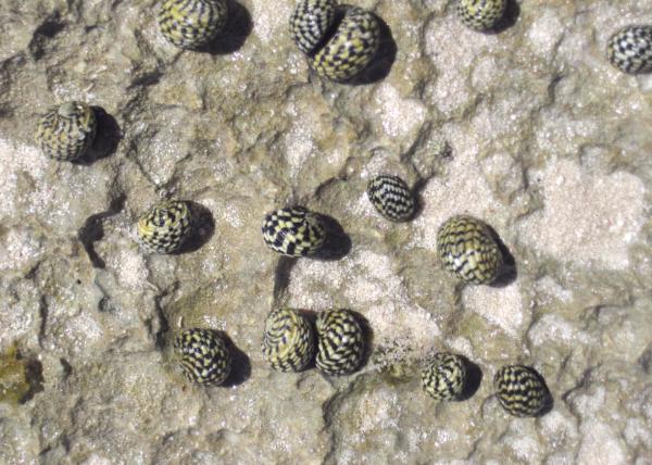 Tipos de caracoles marinos - Nerita tessellata