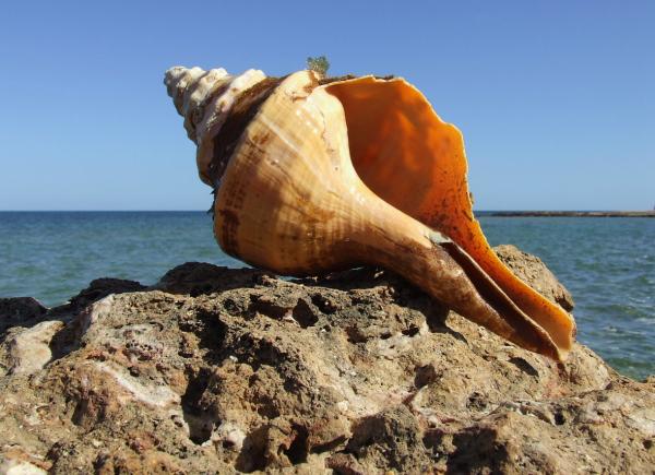 Tipos de caracoles marinos - Syrinx aruanus