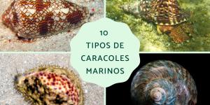 Tipos de caracoles marinos