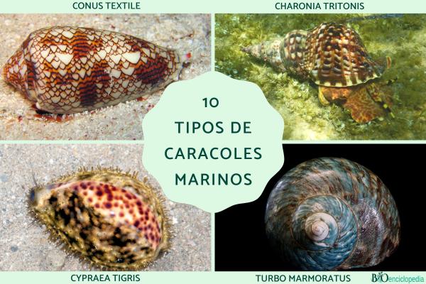 Tipos de caracoles marinos