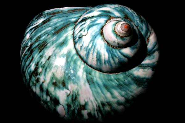 Tipos de caracoles marinos - Turbo marmoratus