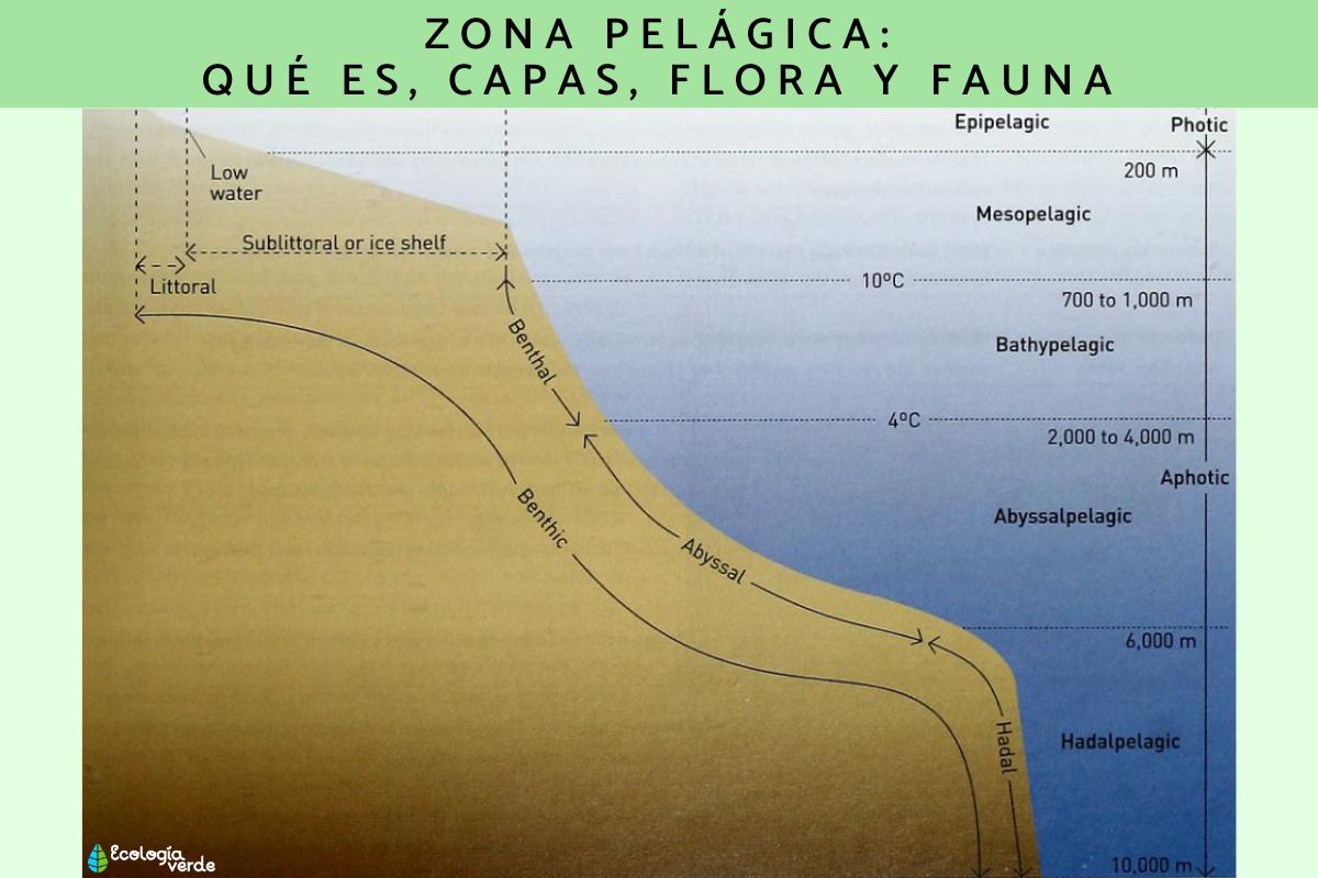 Zona pelágica: qué es, capas, flora y fauna