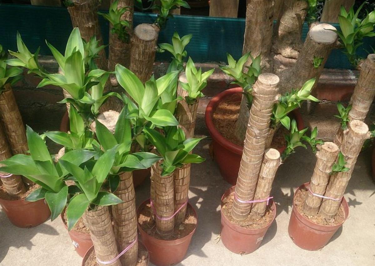 Cómo podar un tronco de Brasil