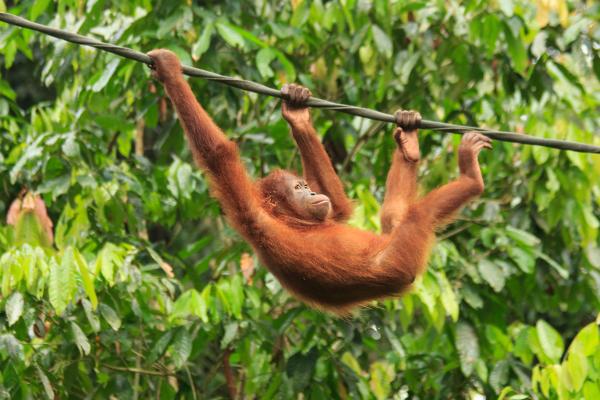 Orangután - ¿Dónde vive el orangután?