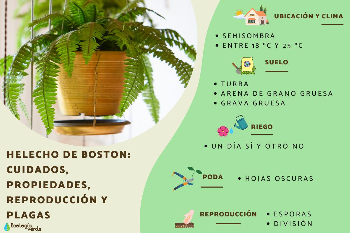 Helecho de Boston: cuidados, propiedades, reproducción y plagas
