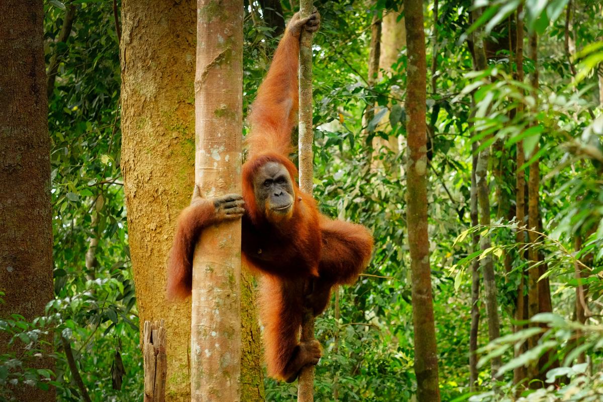 Orangután