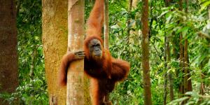 Orangután