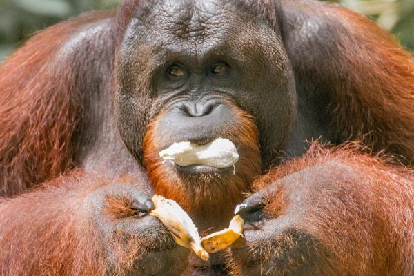 Orangután - ¿Qué come el orangután?